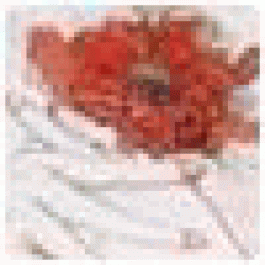 Thomasbeern