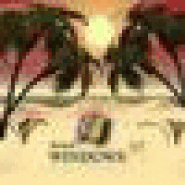 Dezinjem